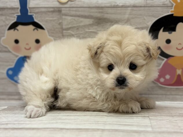 岩手県のハーフ犬・ミックス犬 (アミーゴ一関店/2025年12月24日生まれ/女の子/クリーム)の子犬