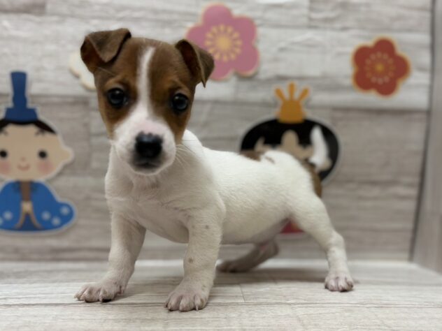 岩手県のジャックラッセルテリア (アミーゴ一関店/2025年12月22日生まれ/男の子/ホワイトタン)の子犬