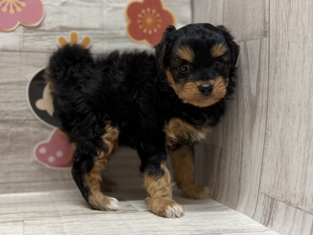 岩手県のハーフ犬・ミックス犬 (アミーゴ一関店/2025年12月25日生まれ/男の子/ブラックタン)の子犬