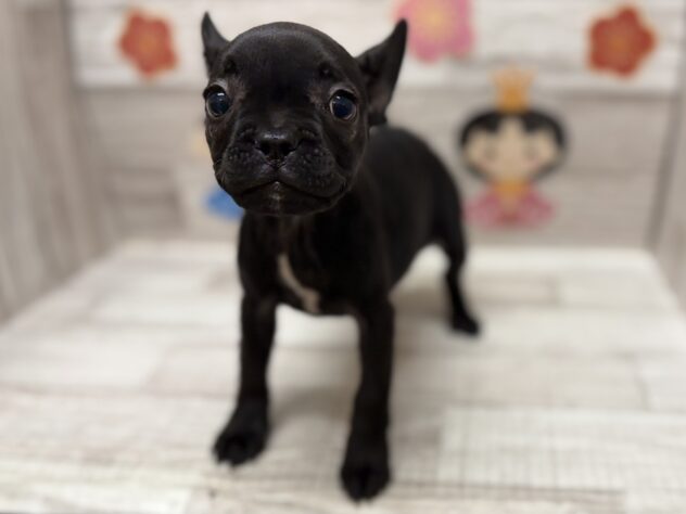 秋田県のフレンチブルドッグ (アミーゴ横手店/2025年11月11日生まれ/女の子/ブリンドル)の子犬