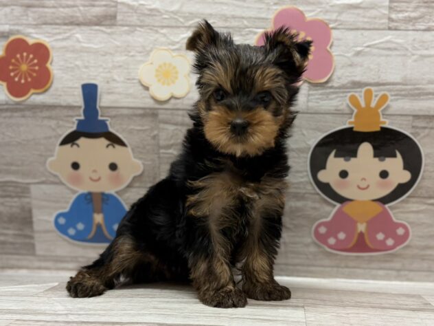 秋田県のヨークシャーテリア (アミーゴ横手店/2025年12月31日生まれ/男の子/スチールブルータン)の子犬