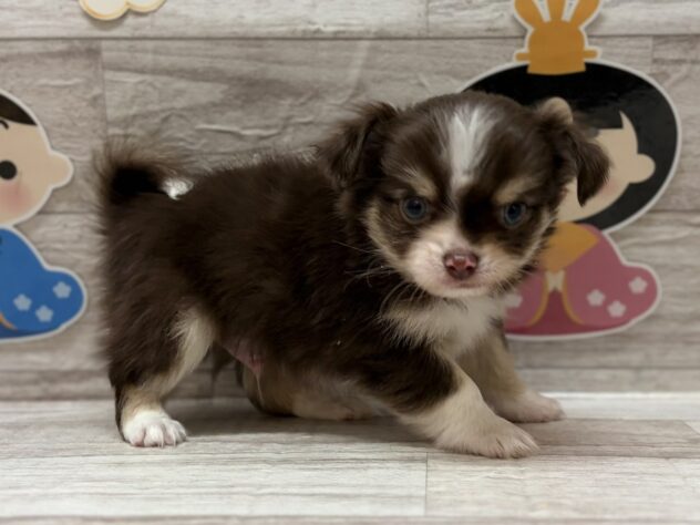 岩手県のハーフ犬・ミックス犬 (アミーゴ一関店/2026年1月1日生まれ/男の子/チョコレートタンホワイト)の子犬