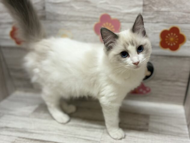 岩手県のラグドール (アミーゴ一関店/2025年10月14日生まれ/女の子/ブルーポイントバイカラー)の子猫