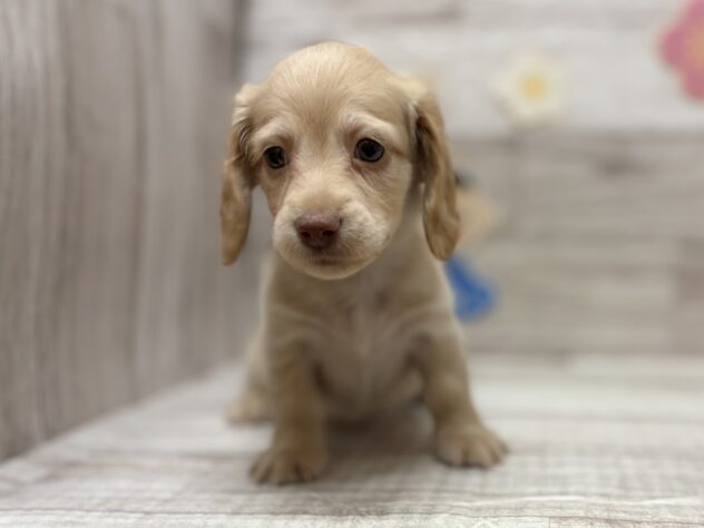 岩手県のカニンヘンダックスフンド(ロング) (アミーゴ一関店/2026年1月15日生まれ/男の子/イエロー)の子犬