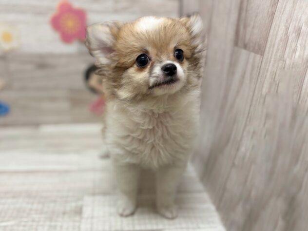 秋田県のハーフ犬・ミックス犬 (アミーゴ横手店/2025年12月10日生まれ/男の子/レッドホワイト)の子犬