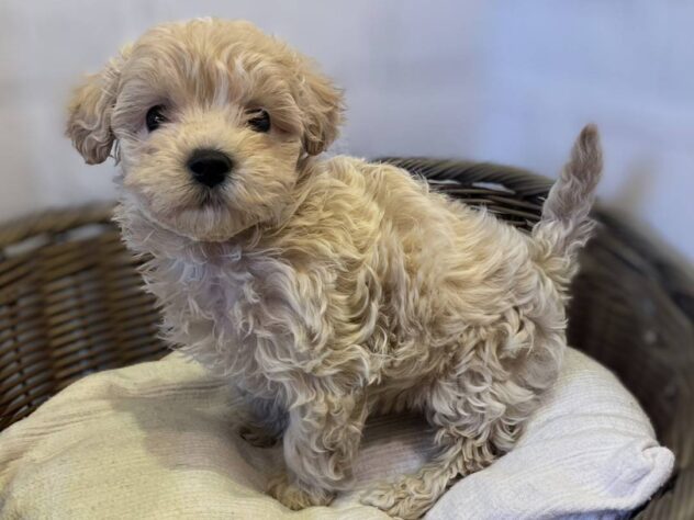 秋田県のハーフ犬・ミックス犬 (アミーゴ秋田茨島店/2026年1月18日生まれ/男の子/クリーム)の子犬