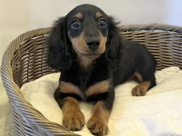 秋田県のカニンヘンダックスフンド(ロング) (アミーゴ秋田茨島店/2025年12月28日生まれ/男の子/ブラックタン)の子犬
