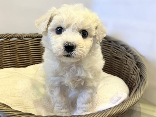 秋田県のビションフリーゼ (アミーゴ秋田茨島店/2026年1月13日生まれ/女の子/ホワイト)の子犬