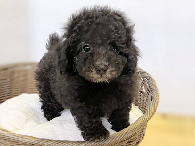 秋田県のトイプードル(トイ) (アミーゴ秋田茨島店/2026年1月26日生まれ/男の子/シルバー)の子犬の1枚目の画像