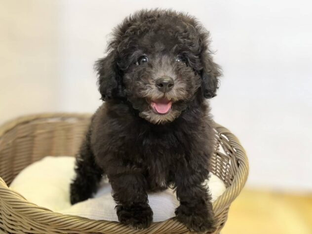 秋田県のトイプードル(トイ) (アミーゴ秋田茨島店/2026年1月26日生まれ/男の子/シルバー)の子犬の2枚目の画像