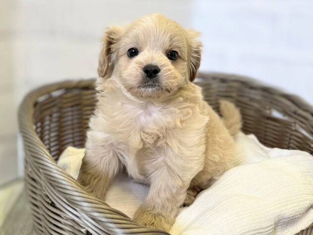 秋田県のハーフ犬・ミックス犬 (アミーゴ秋田茨島店/2026年1月25日生まれ/男の子/クリーム)の子犬