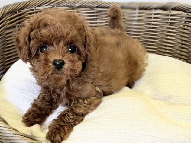 秋田県のトイプードル(トイ) (アミーゴ秋田茨島店/2026年1月9日生まれ/男の子/レッドフォーン)の子犬