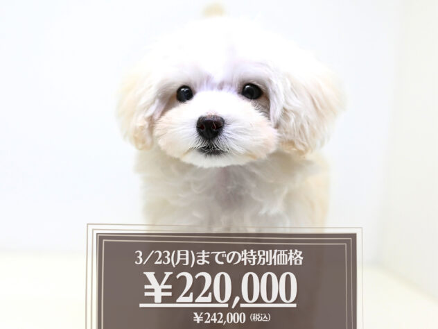 岡山県のハーフ犬・ミックス犬 (アミーゴ大安寺店/2025年12月6日生まれ/女の子/クリーム)の子犬の1枚目の画像