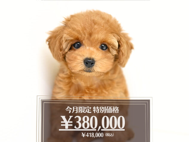 岡山県のトイプードル(トイ) (アミーゴ大安寺店/2025年12月24日生まれ/女の子/レッドフォーン)の子犬