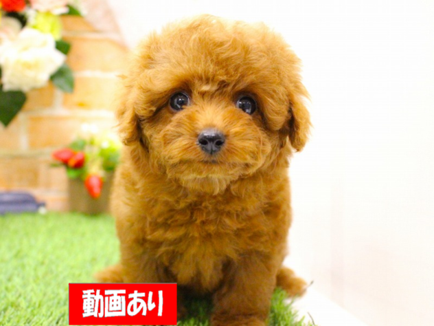 兵庫県のトイプードル(トイ) (ペット・プラザ アミーゴ三田店/2026年1月15日生まれ/女の子/レッドフォーン)の子犬の1枚目の画像