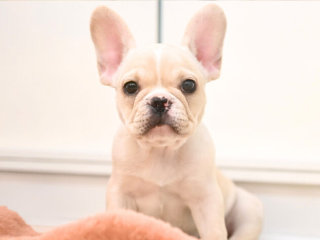 岡山県のフレンチブルドッグ (アミーゴ大安寺店/2026年1月17日生まれ/女の子/クリーム)の子犬の4枚目の画像