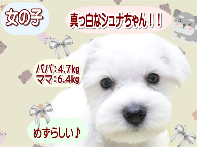 大阪府のミニチュアシュナウザー (アミーゴ鳳店/2026年1月24日生まれ/女の子/ホワイト)の子犬の1枚目の画像