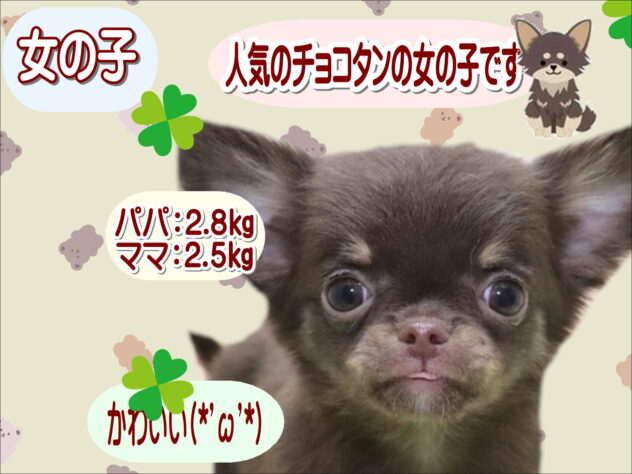 大阪府のチワワ(ロング) (アミーゴ鳳店/2026年1月9日生まれ/女の子/チョコレートタン)の子犬の1枚目の画像