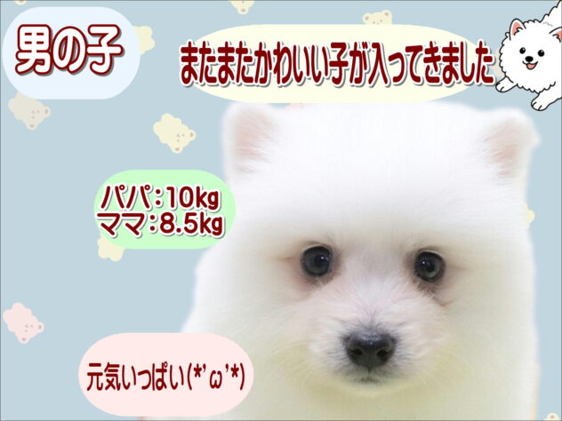 大阪府の日本スピッツ (アミーゴ鳳店/2026年1月26日生まれ/男の子/ホワイト)の子犬