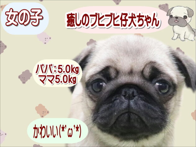 大阪府のパグ (アミーゴ鳳店/2026年1月15日生まれ/女の子/フォーン)の子犬の1枚目の画像