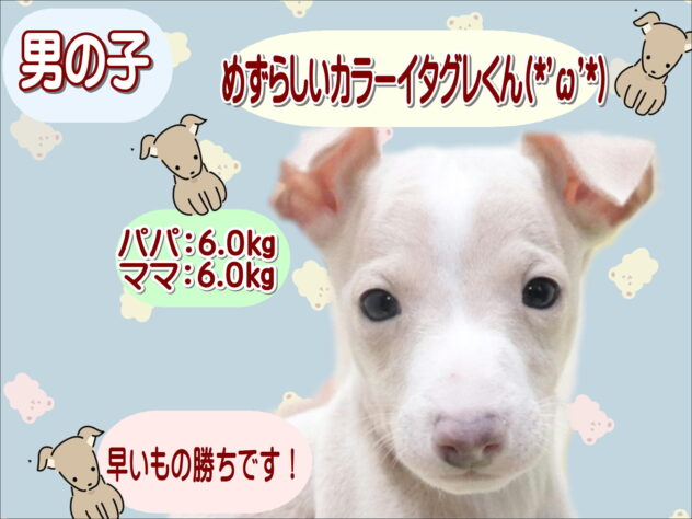 大阪府のイタリアングレーハウンド (アミーゴ鳳店/2026年1月26日生まれ/男の子/クリームホワイト)の子犬