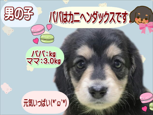 大阪府のミニチュアダックスフンド(ロング) (アミーゴ鳳店/2026年1月24日生まれ/男の子/ブラックイエロー)の子犬