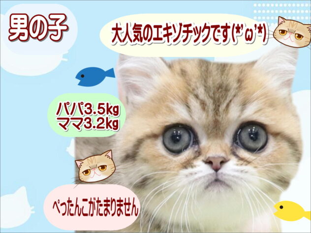 大阪府のエキゾチックショートヘアー (アミーゴ鳳店/2026年1月22日生まれ/男の子/ブラウンタビーホワイト)の子猫の1枚目の画像