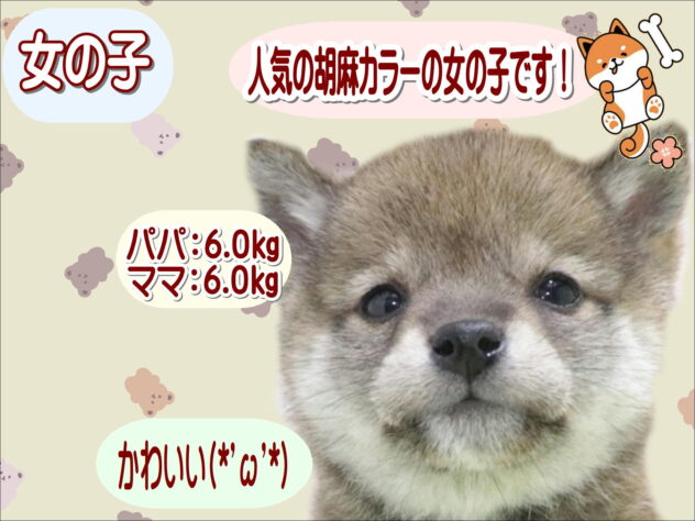 大阪府の豆柴 (アミーゴ鳳店/2026年3月14日生まれ/女の子/胡麻)の子犬の1枚目の画像