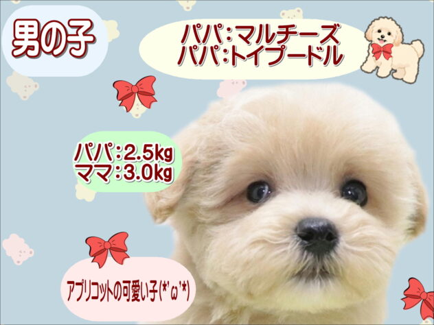 大阪府のハーフ犬・ミックス犬 (アミーゴ鳳店/2026年1月25日生まれ/男の子/アプリコット)の子犬の1枚目の画像