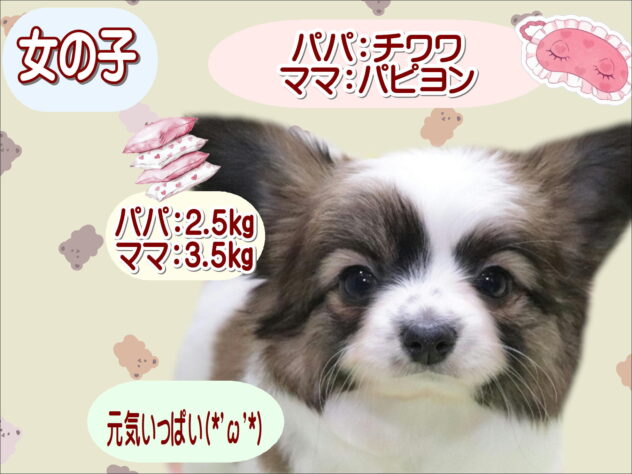 大阪府のハーフ犬・ミックス犬 (アミーゴ鳳店/2026年3月27日生まれ/女の子/パーティーカラー)の子犬の1枚目の画像