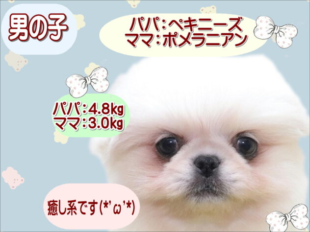 大阪府のハーフ犬・ミックス犬 (アミーゴ鳳店/2026年1月15日生まれ/男の子/ホワイト)の子犬の1枚目の画像