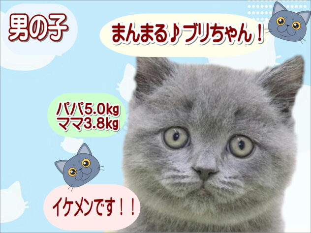 大阪府のブリティッシュショートヘアー (アミーゴ鳳店/2026年1月15日生まれ/男の子/ブルー)の子猫の1枚目の画像