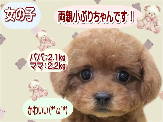 大阪府のトイプードル(トイ) (アミーゴ鳳店/2026年3月28日生まれ/女の子/レッドフォーン)の子犬