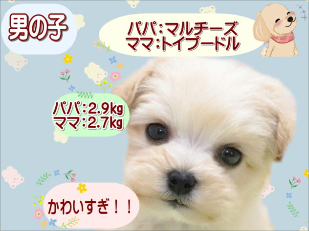 大阪府のハーフ犬・ミックス犬 (アミーゴ鳳店/2026年1月26日生まれ/男の子/アプリコット)の子犬の1枚目の画像