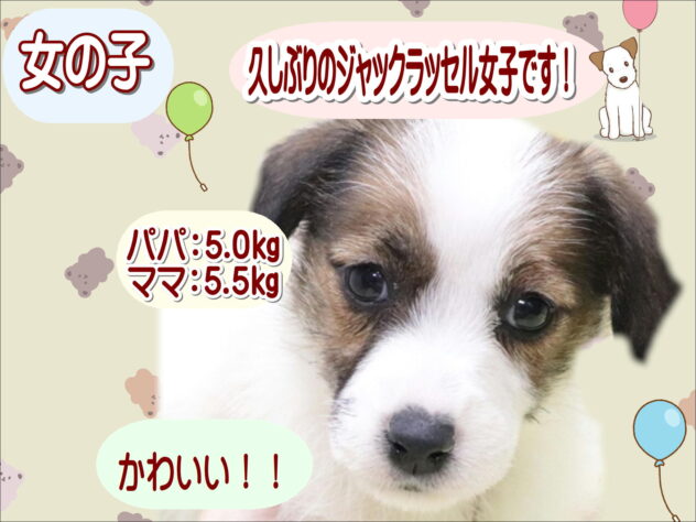 大阪府のジャックラッセルテリア (アミーゴ鳳店/2026年1月25日生まれ/女の子/ホワイトタン)の子犬の1枚目の画像
