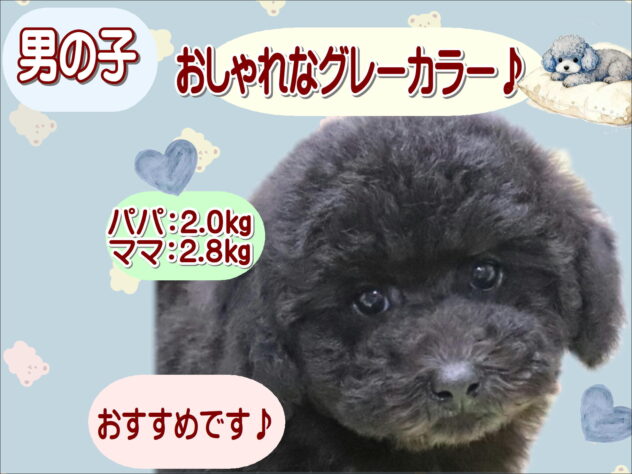 大阪府のトイプードル(トイ) (アミーゴ鳳店/2026年1月27日生まれ/男の子/グレー)の子犬