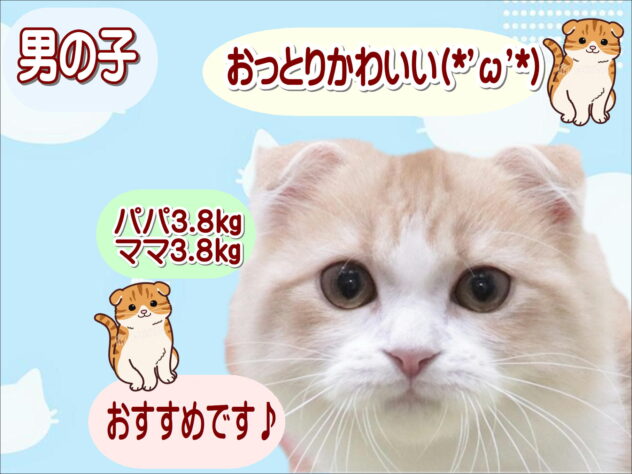 大阪府のスコティッシュフォールド (アミーゴ鳳店/2026年1月7日生まれ/男の子/クリームタビーホワイト)の子猫の1枚目の画像