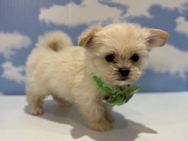 山形県のハーフ犬・ミックス犬 (アミーゴ山形南店/2026年3月11日生まれ/男の子/クリーム)の子犬の2枚目の画像