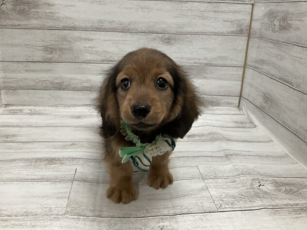 福島県のミニチュアダックスフンド(ロング) (アミーゴ小名浜店/2026年1月2日生まれ/男の子/レッド)の子犬