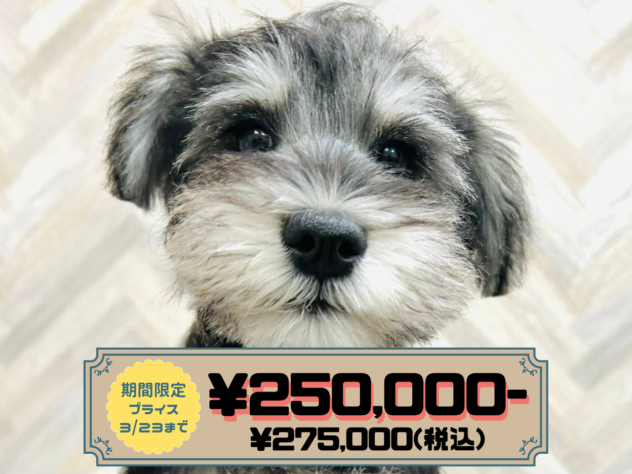 岡山県のミニチュアシュナウザー (アミーゴ水島店/2025年12月12日生まれ/男の子/ブラックシルバー)の子犬