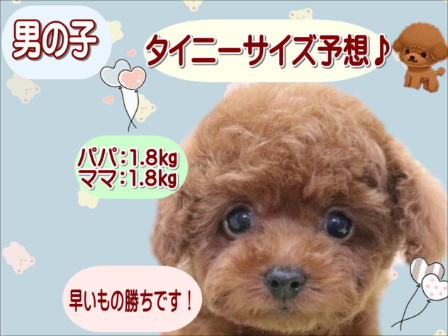大阪府のトイプードル(トイ) (アミーゴ鳳店/2026年1月11日生まれ/男の子/レッド)の子犬の1枚目の画像