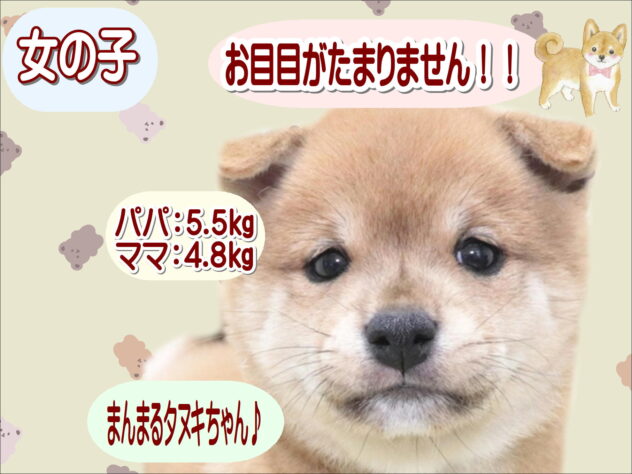 大阪府の豆柴 (アミーゴ鳳店/2026年1月18日生まれ/女の子/赤)の子犬の1枚目の画像