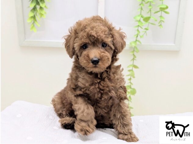 福島県のトイプードル(トイ) (アミーゴ会津若松店/2026年12月31日生まれ/男の子/レッドフォーン)の子犬