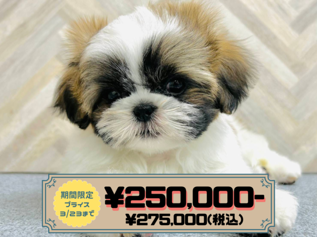 岡山県のシーズー (アミーゴ水島店/2025年12月27日生まれ/男の子/ゴールドホワイト)の子犬