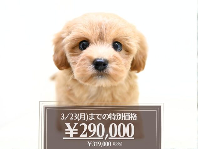 岡山県のハーフ犬・ミックス犬 (アミーゴ大安寺店/2026年1月19日生まれ/女の子/アプリコット)の子犬の1枚目の画像