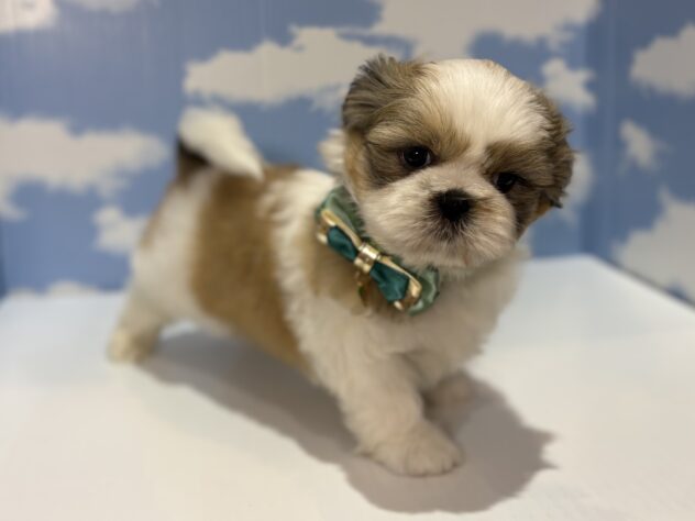 山形県のシーズー (アミーゴ山形南店/2026年1月27日生まれ/男の子/ホワイトゴールド)の子犬の3枚目の画像