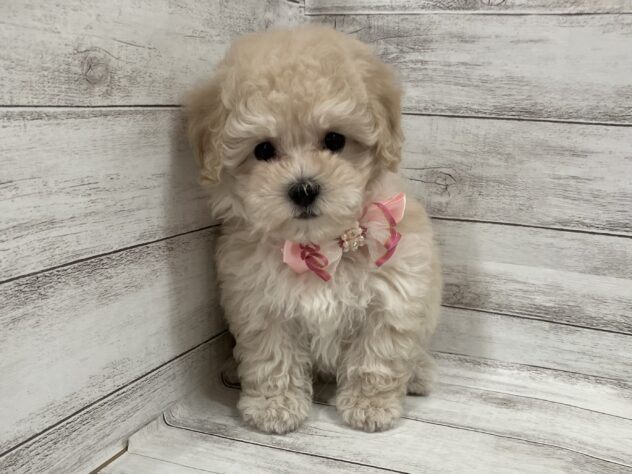 福島県のハーフ犬・ミックス犬 (アミーゴ小名浜店/2026年1月11日生まれ/女の子/クリーム)の子犬