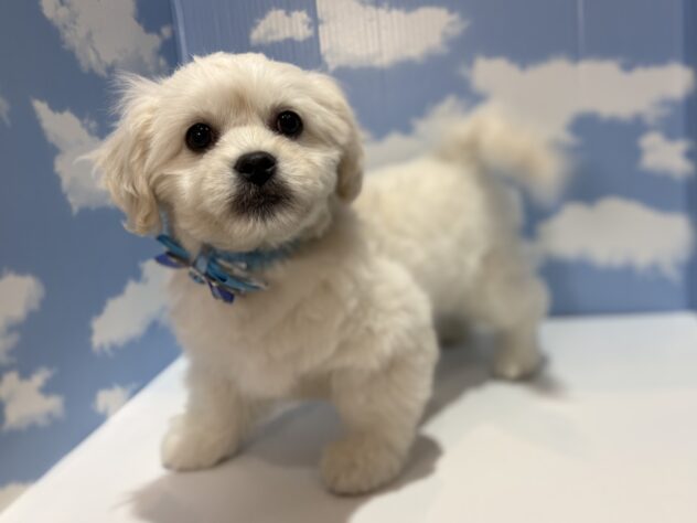 山形県のハーフ犬・ミックス犬 (アミーゴ山形南店/2025年11月16日生まれ/男の子/ホワイト)の子犬の3枚目の画像