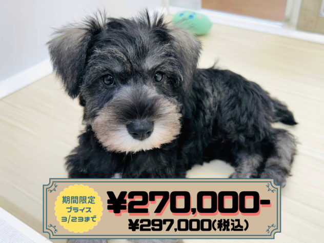 岡山県のミニチュアシュナウザー (アミーゴ水島店/2025年12月29日生まれ/女の子/ソルトペッパー)の子犬