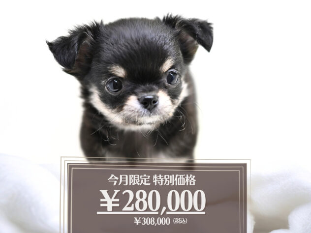 岡山県のチワワ(ロング) (アミーゴ大安寺店/2025年11月18日生まれ/女の子/ブラックタンホワイト)の子犬の1枚目の画像